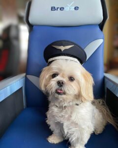 breeze airways dog wearing pilot hat
