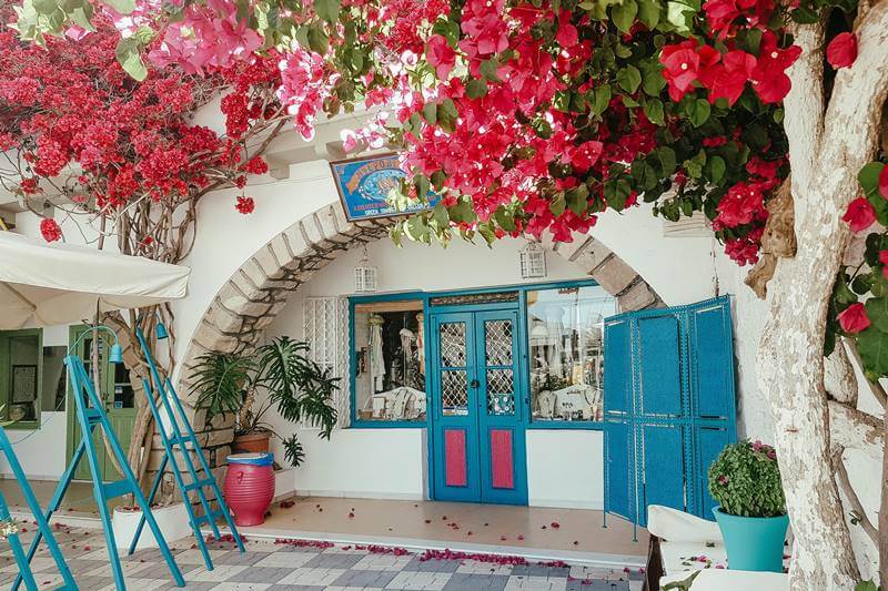 bougainvilla flowers in Milos Greece