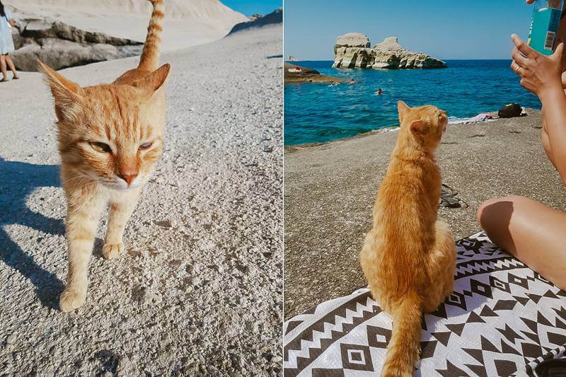 cat in sarakiniko beach