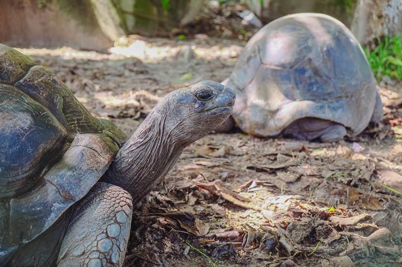 seychelles tortoise