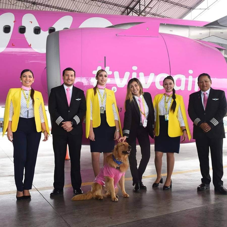 viva air flight attendant team