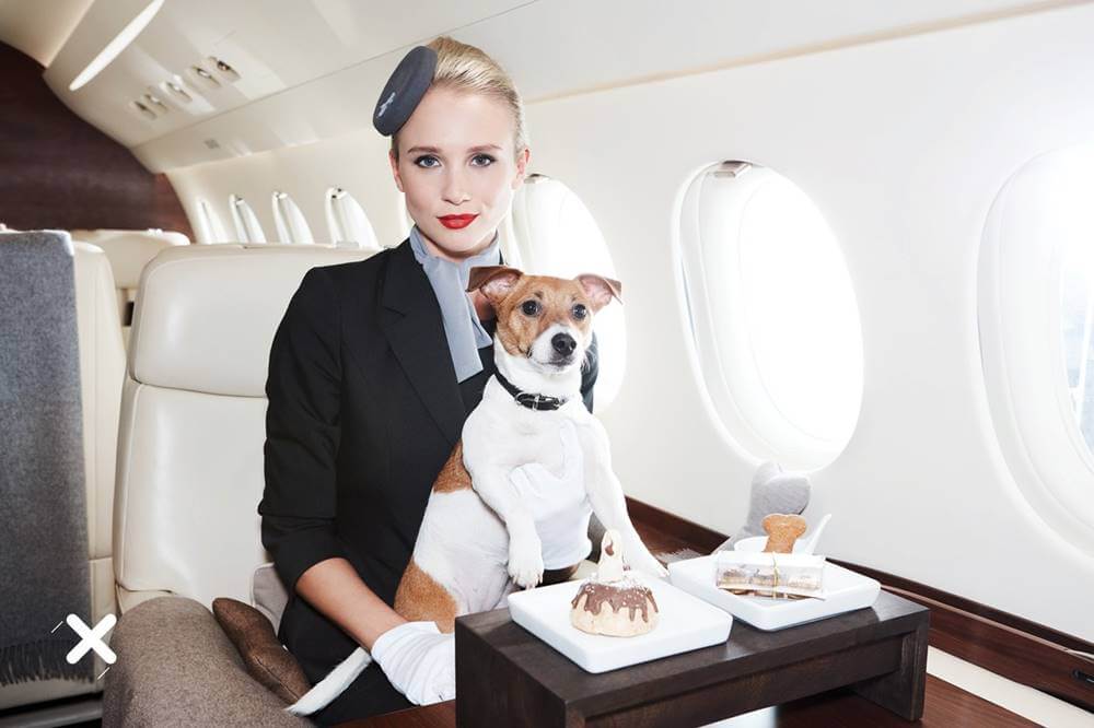 Luxaviation flight attendant with dog